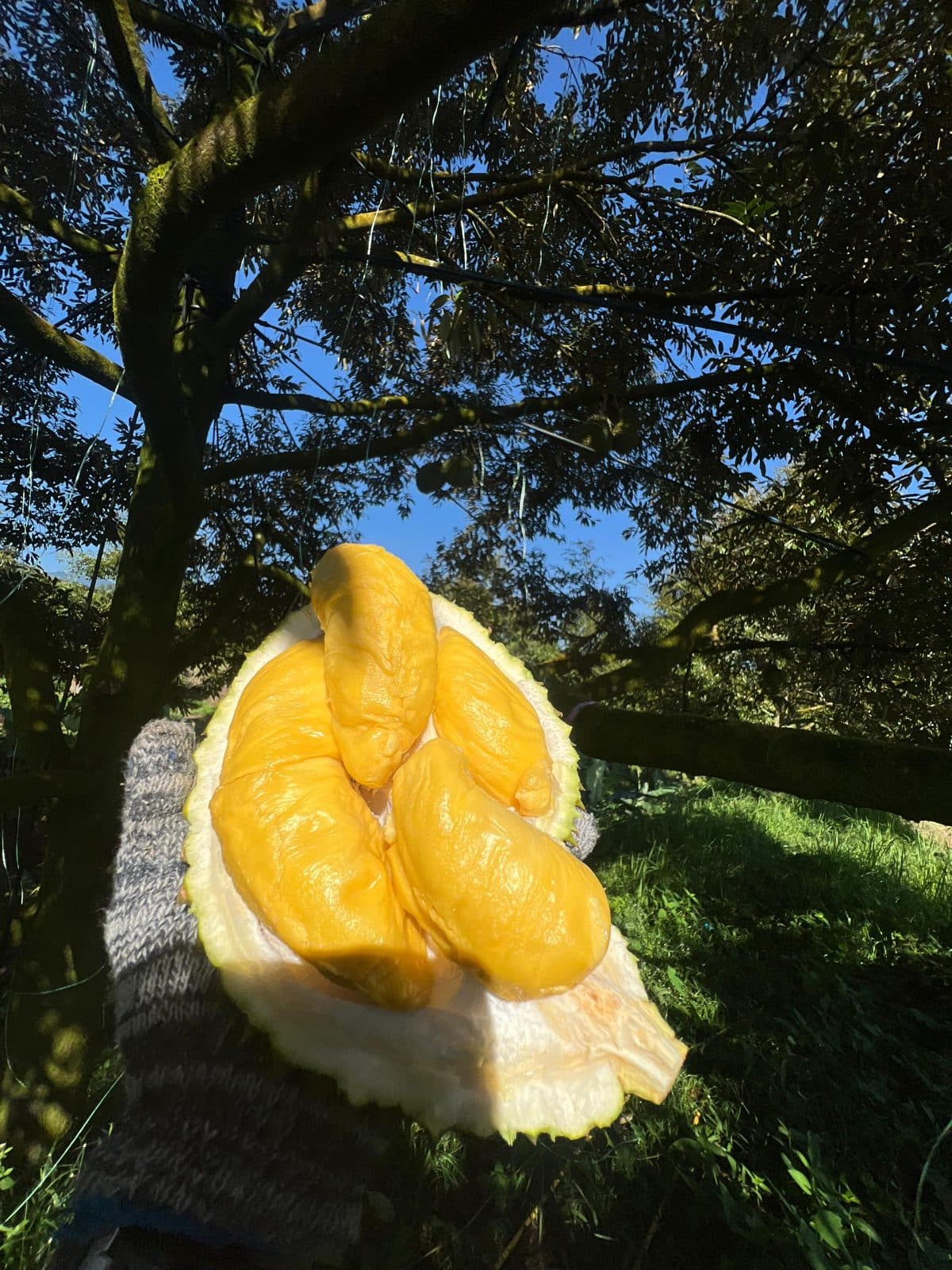 Durian Musang King JADAM Organik from Wan Rdtg
